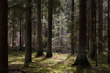 Springtime coniferous forest tree stan in sun