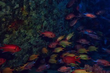 coral fish in the red sea underwater photo