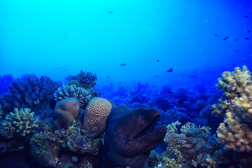 moray eel under water, nature photo wild snake predator marine in the ocean