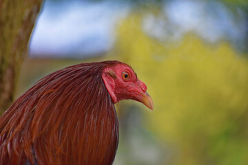 Big rooster in the Philippines