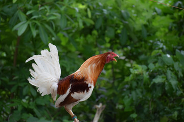 Big rooster in the Philippines