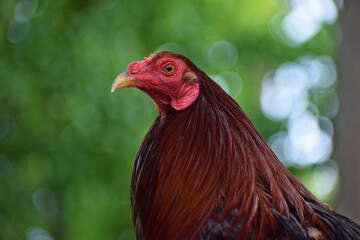 Big rooster in the Philippines