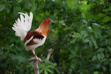 Big rooster in the Philippines