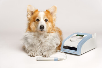 A Pembroke Welsh Corgi dog is sitting next to a laser beam for rehabilitation
