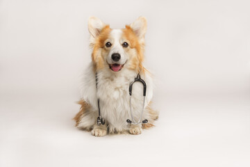 A cute pembroke Welsh Corgi dog sits with a stethoscope around his neck.