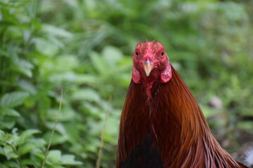Big rooster in the Philippines