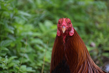 Big rooster in the Philippines