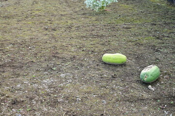 地面に落ちた実