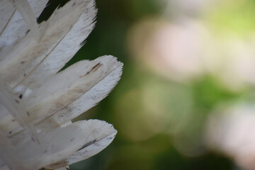 Closeup of rooster fighting cock feathers