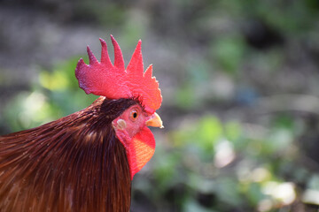 Rooster Fighting Cock with bright red comb.