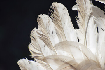 Closeup of rooster fighting cock feathers
