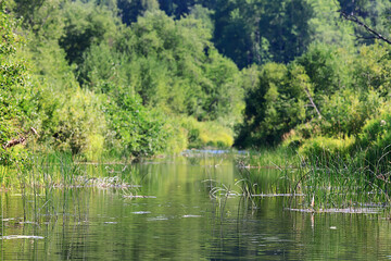 green background bokeh leaves fresh spring