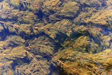 algae green background abstract organic eco background