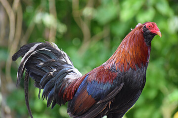 Big rooster in the Philippines