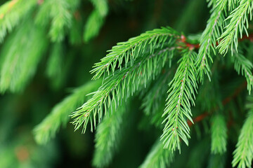 green fresh fir branches seasonal background forest
