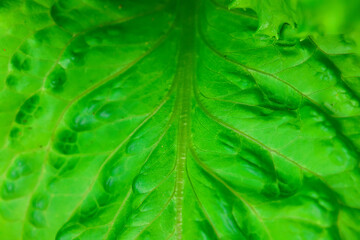 green lettuce leaves background spring food