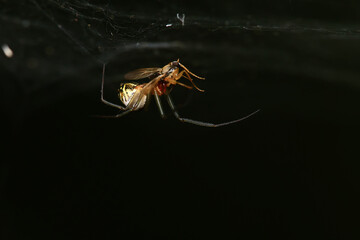 macro small beetle nature insect garden