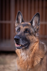 portrait of a German shepherd in close-up