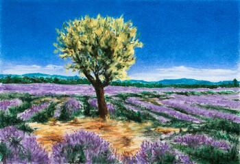 Fototapeta na wymiar Lavender fields and lonely tree. Soft pastel on paper.