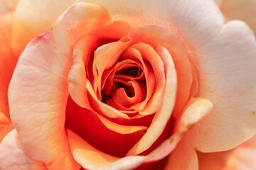 Fototapeta premium 薔薇