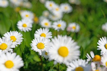 Gänseblümchen, Bellis perennis, in einer Nahaufnahme