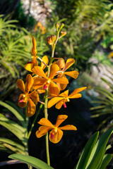 flowers in the garden