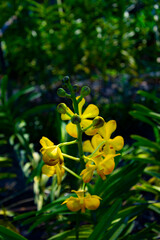 yellow flowers