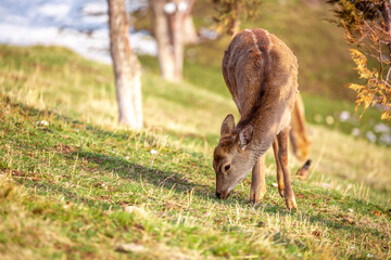 Beautiful spotted deer in the mountains against the background of green grass and snow. Fairytale spring landscape with wild animals.