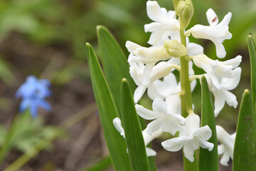 close up of white hyacinth