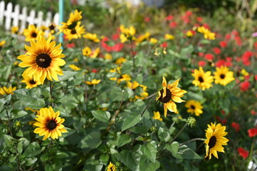 ひまわりとミツバチ