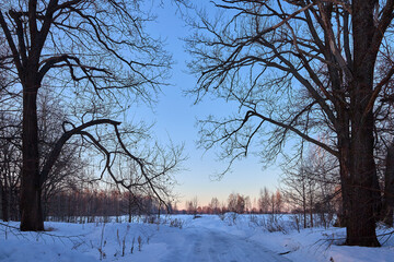 Beautiful big oak trees covered with fresh fluffy snow. Big trees without leaves on a winter sunny morning in Russia.
