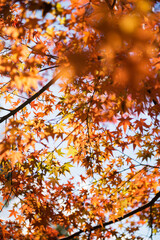 秋の紅葉