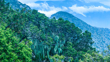 saudi arabia naturel forest in asir region