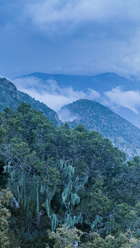 saudi arabia naturel forest in asir region