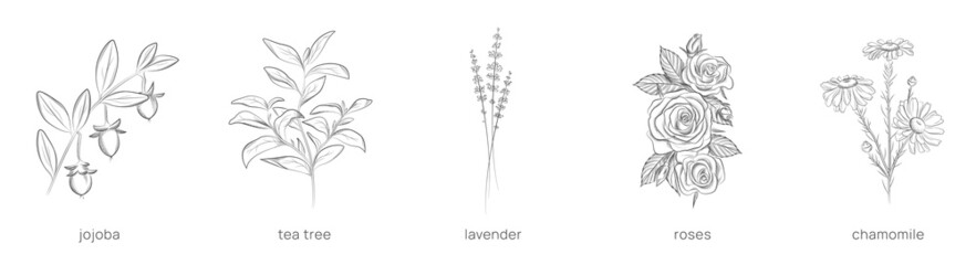 Set of plants for cosmetology. Hand drawn vector illustration.