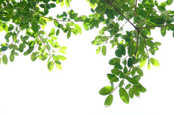 Fototapeta na wymiar green leaves on a white background