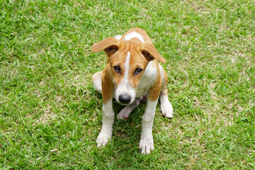 happy dog on green grass