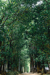 沖縄県北部の絶景・フクギ並木