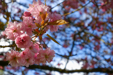 Blooming pink magnolia. Magnolia tree blossom with colourful sky on background. Flowering tree, spring purple flowers on soft blurred background with sunshine