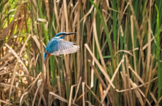 King Fisher