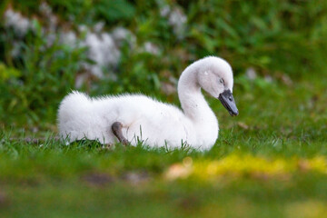 Swan chicks in green nature