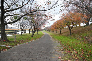 秋の散歩道