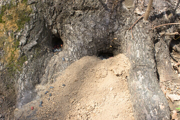 Animal holes in the roots of a growing tree