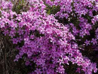 Obraz premium Phlox subulata | Carpet of Creeping phlox or moss phlox in several color varieties, rose, blue, mauve and white with cushions of leaves decorating a garden