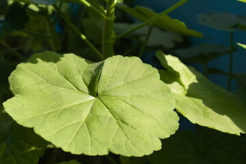 green leaves