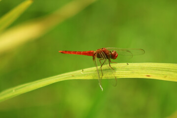 A dragonfly is a flying insect which is on a green leaf.