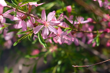 pink and white flowers