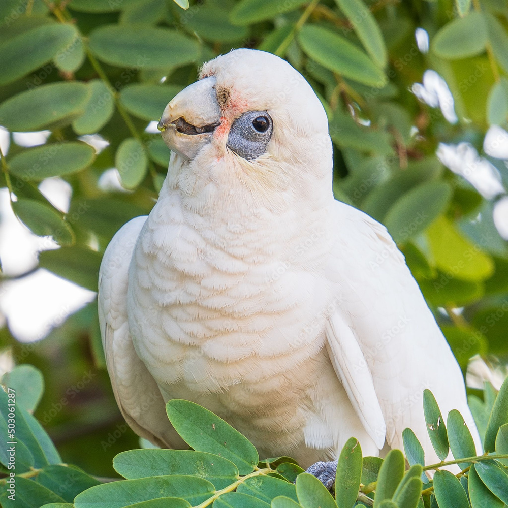 Poster close-up shot of a little corella perched on a tree twig on a blurred background