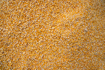 Corn Texture Background. Yellow corns as background. Corn vegetable pattern