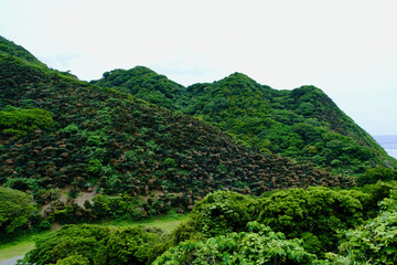 【奄美大島】ソテツ群落